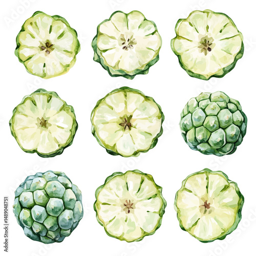watercolor of Sugar Apple Sections Arranged Neatly, vector high quality, isolated on a white background.