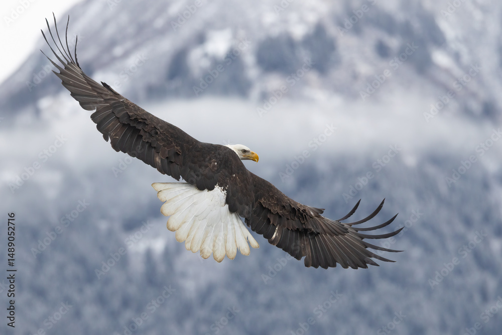 Naklejka premium Bald eagle, Haliaeetus leucocephalus in flight in Alaska.