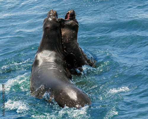 Elephant Seals Playing 2