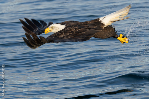 Bald eagle, Haliaeetus leucocephalus wings straight out taking fish out in Alaska. 