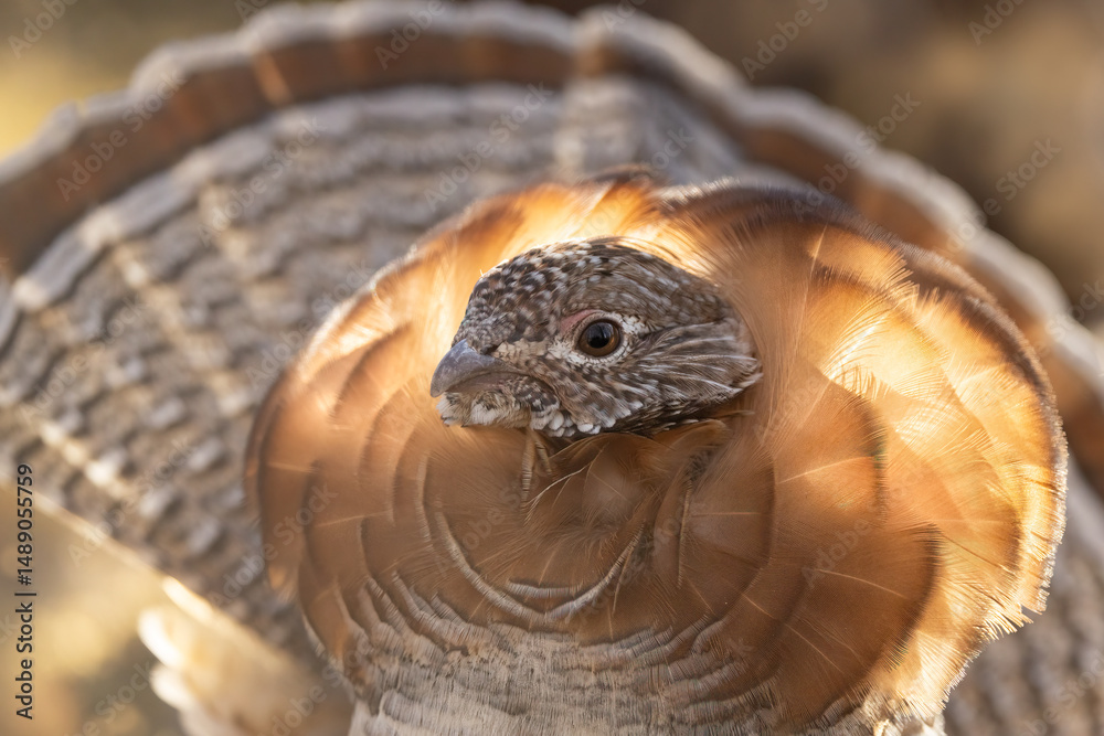 Ruffed grouse, Bonasa umbellus, close up head portrait, in Minnesota. 