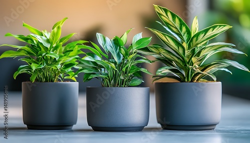 Three potted plants in a row