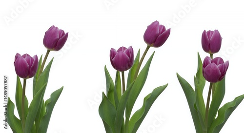 Animated Tulips with Purple Petals and Green Leaves Swaying on White Background