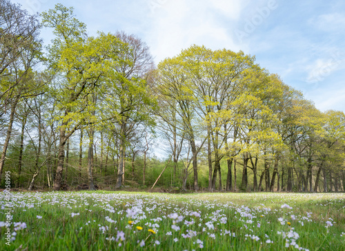 Fototapeta Naklejka Na Ścianę i Meble -  pentecostal flowers in dutch meadow near oak forest in holland
