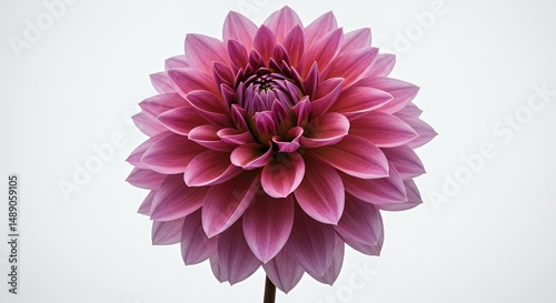 Fully Bloomed Dahlia with Pink Gradient Petals on White Background for Decoration