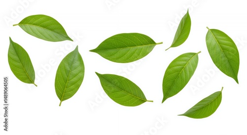 Scattered Green Leaves on White Background Isolated for Decoration and Design Projects with Fresh Natural Aesthetic