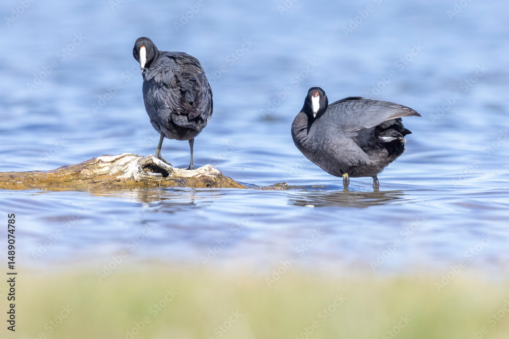 Wild American Coot on a lake in a park in Colorado. Wild American Coot on a lake in a park in Colorado.