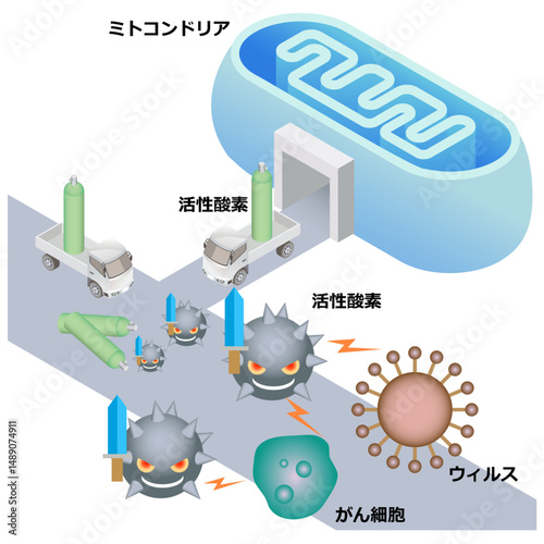 ミトコンドリアと活性酸素と免疫システム