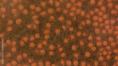 Microscopic view of orange-brown cells (1)