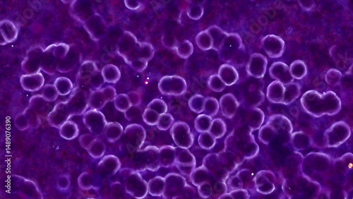 Microscopic view of purple, rounded, cellular structures