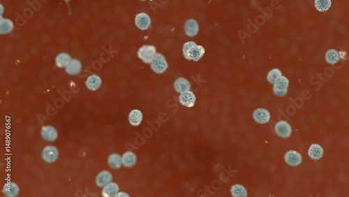 Microscopic view of microorganisms suspended in a reddish liquid