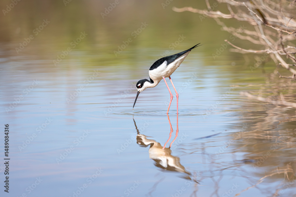 Fototapeta premium black necked stilt with reflection