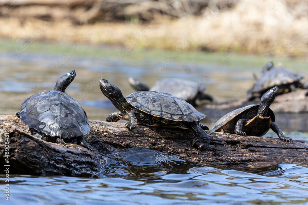 Fototapeta premium several turtles sunning on a log in the water