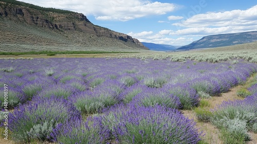 Field of lavender blooming in early spring with hills and sky in the distance