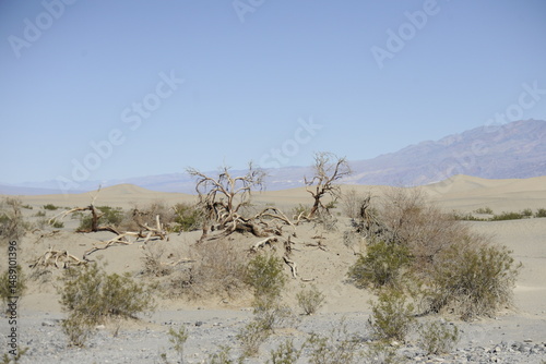 Tangled dead desert trees in Sand Dunes and Mountain Range with dusty blue sky in Mesquite Flats in Death Valley California