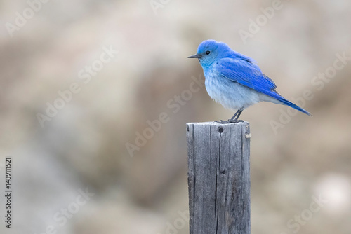 Wild mountain bluebird in the mountains of Colorado. photo