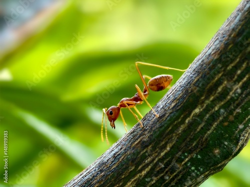 Weaver ants or Oecophylla are walking on a tree trunk photo