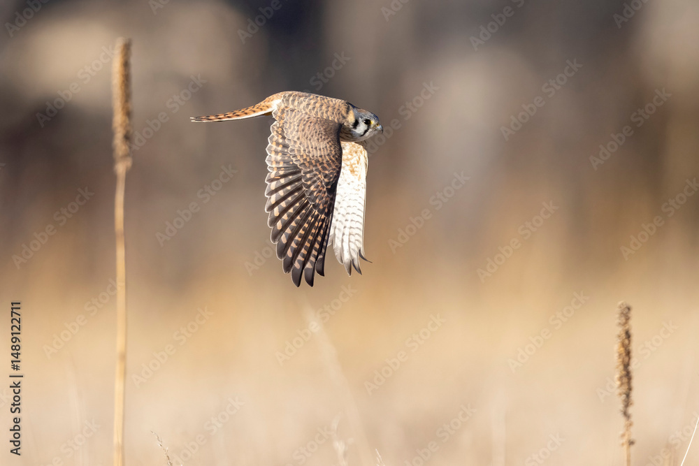 Fototapeta premium A wild American kestrel in a park in Colorado.