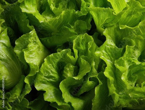 Close-Up View of Crisp Lettuce Leaf Texture