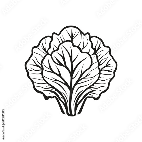 Line art shows a bok choy vegetable outline with a transparent background perfectly