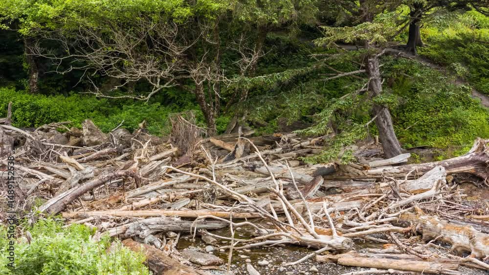 custom made wallpaper toronto digitalForest footage displays fallen trees and debris, illustrating natural disturbances like storms, floods, and human impacts such as logging.