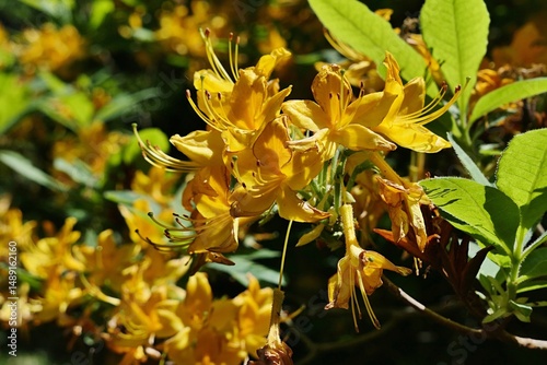 Yellow blossoming flowers of Yellow Azalea shrub, also called Honeysuckle Azalea, latin name Rhododendron luteum, sunlit by late spring daylight sunshine. 