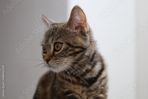 横をむく猫