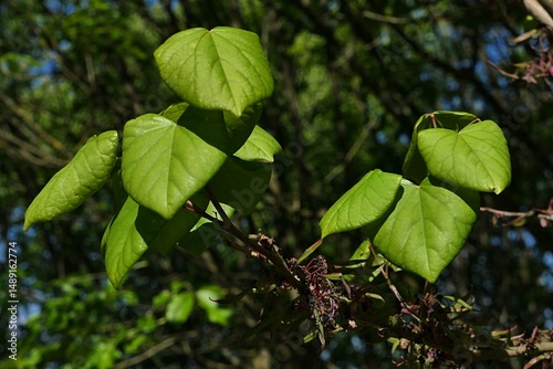 Fresh spring bright green ovate leaves of Chinese Redbud tree, latin name Cercis Chinensis, sunlit by morning daylight sunshine. 