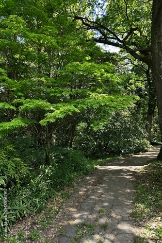 Footpath in park hidden in shade of Palmate Maple tree, latin name Acer Palmatum, and some small bamboo plants around. Spring daylight sunshine. 