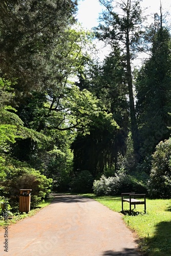 Landscape with sunlit pathway in cultivated park, wooden thrash bin and bench on side of the pathway, large tall coniferous and evergreen trees around. Spring daylight sunshine. 