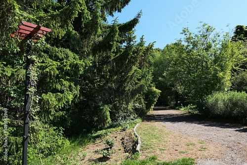Landscape with park pathway surrounded by coniferous and evergreen spring trees and shrubs, construction for climbing rose shrub on the left. Blue skies, daylight sunshine. 