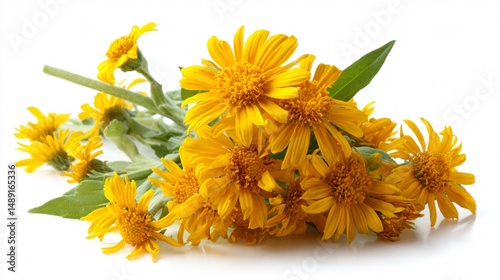 Arnica Herbal Medicine Isolated on White Background for Natural Health Remedies and Wellness Concepts
