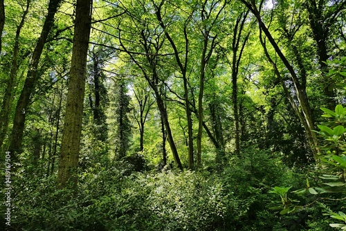 Scenic view of dense broadleaf spring wildwood forest with sun shiningh through tree-tops on foliage of shrubs and plants on the ground. Climbing plants and moss visible on tree trunks. 