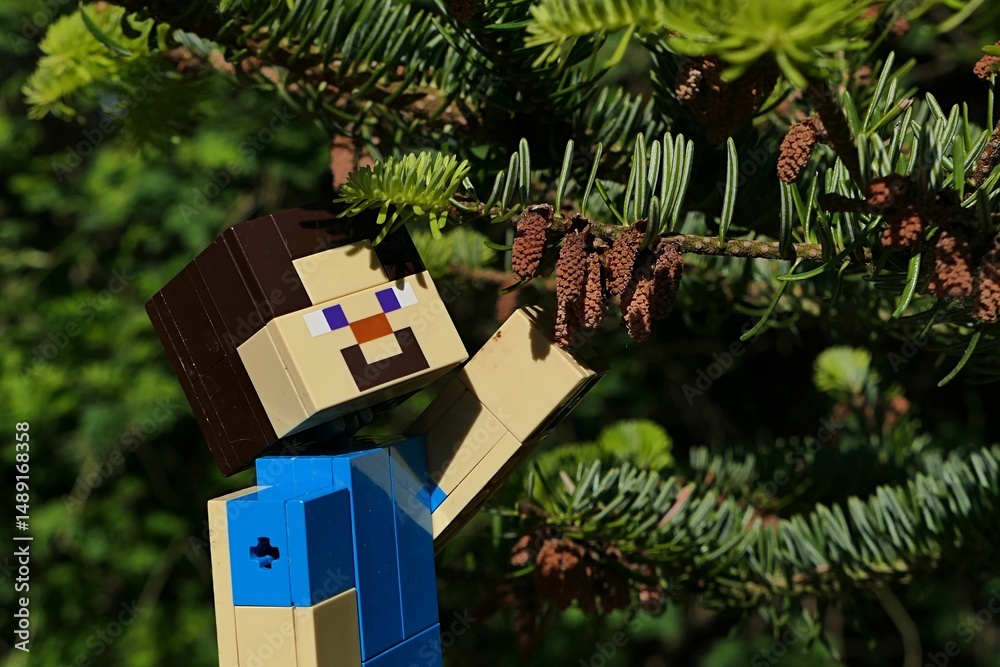 Fototapeta premium LEGO Minecraft articulated figure of smiling Steve, reaching for small male cones of Nordmann Fir coniferous tree, also called Caucasian Fir, latin name Abies nordmanniana, submit by spring daylight.