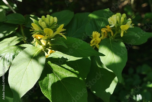 Oval leaves and yellow flower clusters of Honeysuckle plant, latin name Lonicera Vesicaria, sunlit by spring afternoon sunshine, partially hidden in shadow.  