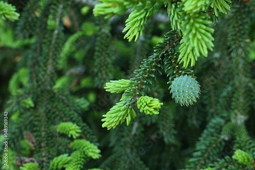 Fresh light green spring needles and developing emerald green cone of decorative coniferous tree Oriental Spruce, also called Causasian Spruce, latin name Picea Orientalis. 