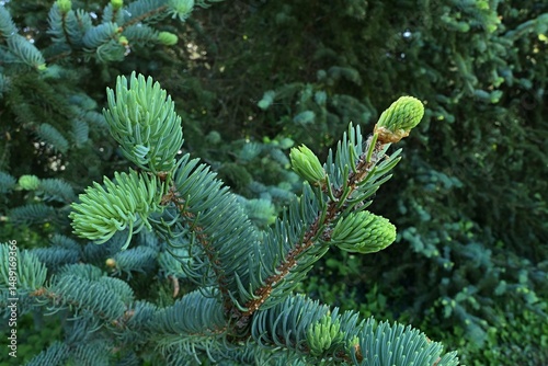 Fresh light green spring needle fascicles on tip of branch of coniferous tree Blue Spruce, also called Colorado Blue Spruce, latin name Picea Pungens. 