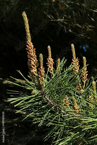 Tall erected male flowers and long needles on branch tip of coniferous tree Japanese Red Pine, latin name Pinus Densiflora, growing in park, sunlit by daylight sunshine. 