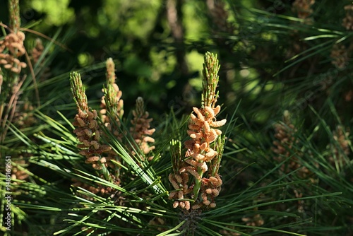 Spring erected male flowers and long needles on branch tip of coniferous tree Japanese Red Pine, latin name Pinus Densiflora, growing in park, sunlit by daylight sunshine. 