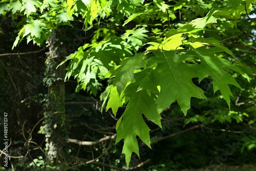 Green lobed alternate leaves of Northern Red Oak tree, latin name Quercus Rubra, partially lit by spring afternoon sunshine, partially hidden in shadow of its higher branches. 