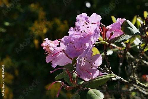 Beautiful pink blossoming flowers on branch of Rhododendron Rubiginosum,  sunlit by spring afternoon sunshine, dark background. 