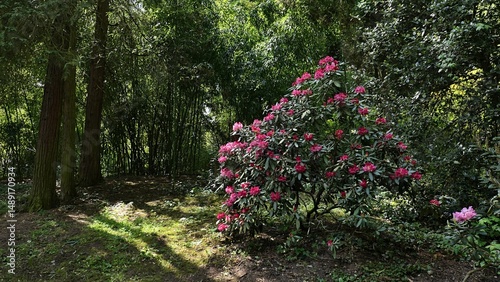 Decorative flowering shrub of of Catawba Rosebay, also known as Purple Laurel or Catawba Rhododendron, latin name Rhododendron catawbiense, blossoming in spring park