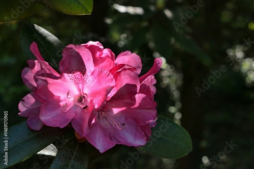 Blossoming red to violet flowers of Catawba Rosebay, also known as Purple Laurel or Catawba Rhododendron, latin name Rhododendron catawbiense, sunlit by late spring daylight sunshine, dark background.