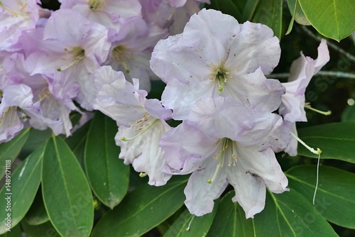 White to light pink campanulate bell shaped flowers of Rhododendron Fortunei, growing as decorative plant in parsk, spring season.