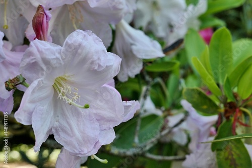 White to light pink campanulate bell shaped flowers of Rhododendron Fortunei, growing as decorative plant in parsk, spring season.