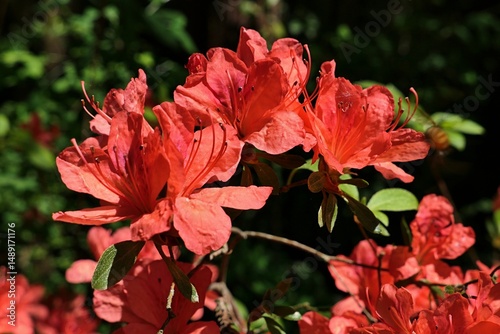 Fototapeta Naklejka Na Ścianę i Meble -  Red flowers of Torch Azalea shrub, latin name Rhododendron kaempferi, blossoming during spring season, sunlit by spring daylight sunshine. 