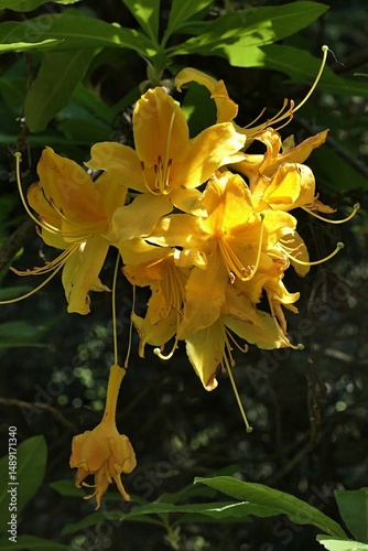 Yellow flower cluster of Yellow Azalea shrub, latin name Rhododendron Luteum, with typical long stigmas and pistils, sunlit by spring daylight sunshine. 