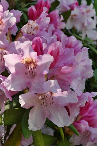 Detail of pink blossoming dense flower cluster of Great Laurel shrub, also known as Great Rhododendron, latin name Rhododendron Maximum, sunlit by spring daylight sunshine. 