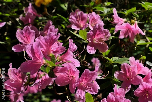 Detail of dense pink blossom on shrub of Rhododendron Roseum, sunlit by spring daylight sunshine. 