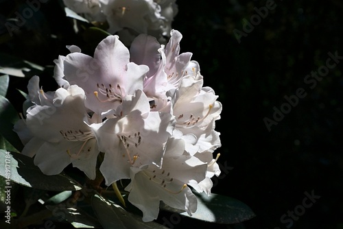 Blossoming white flower cluster of Yaku Rhododendron, latin name Rhododendron yakushimanum, growing in botanical garden, sunlit by spring daylight sunshine, dark background